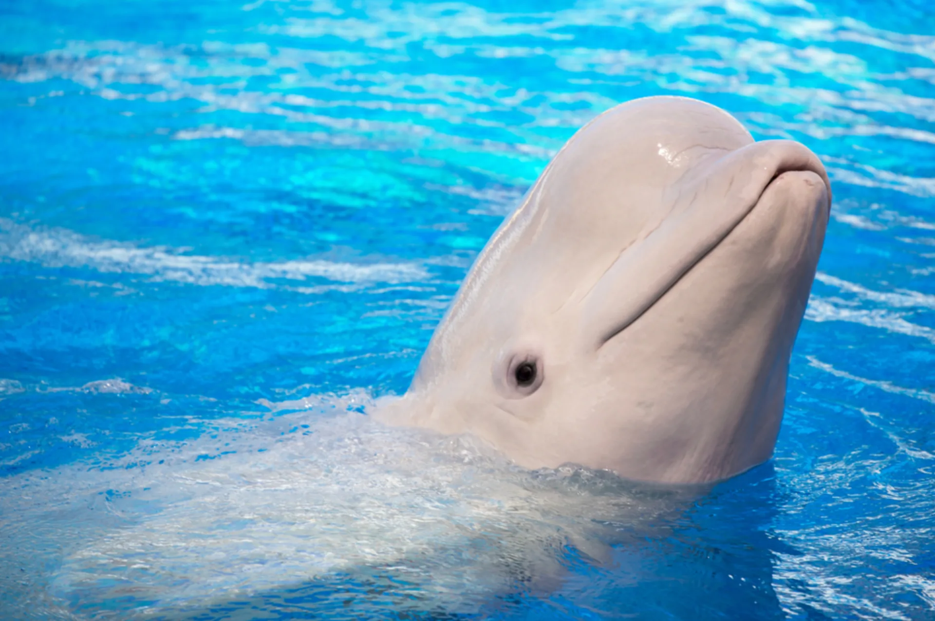 Beluga