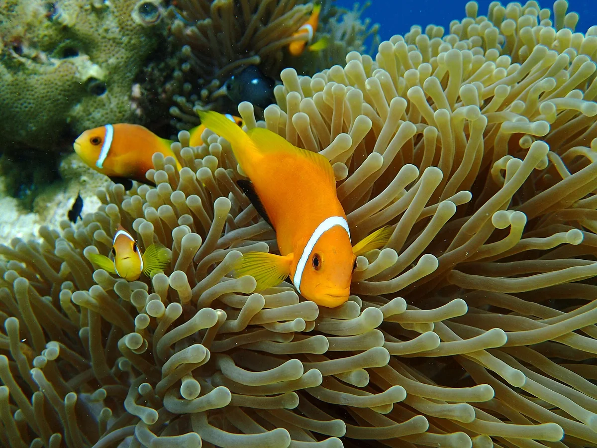 Blackfinned Clownfish