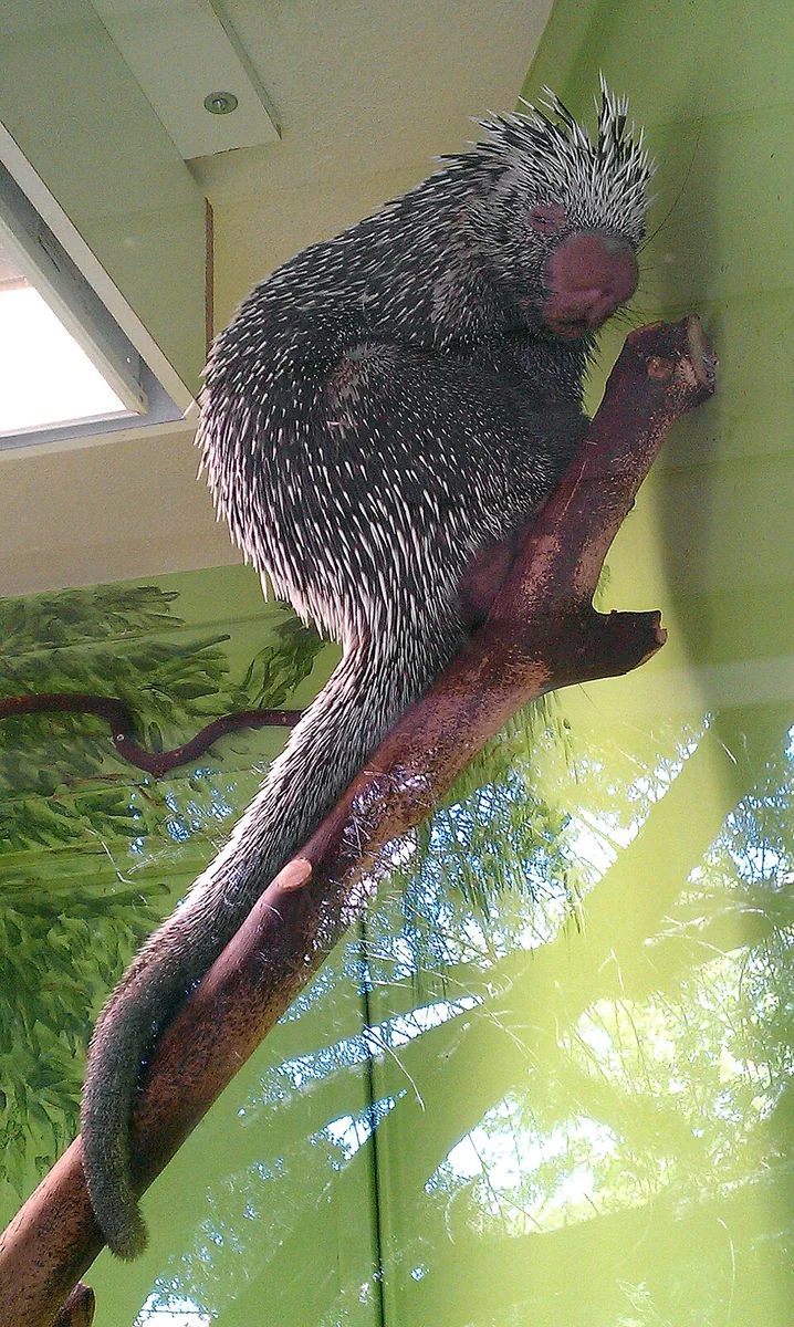 Brazilian Porcupine