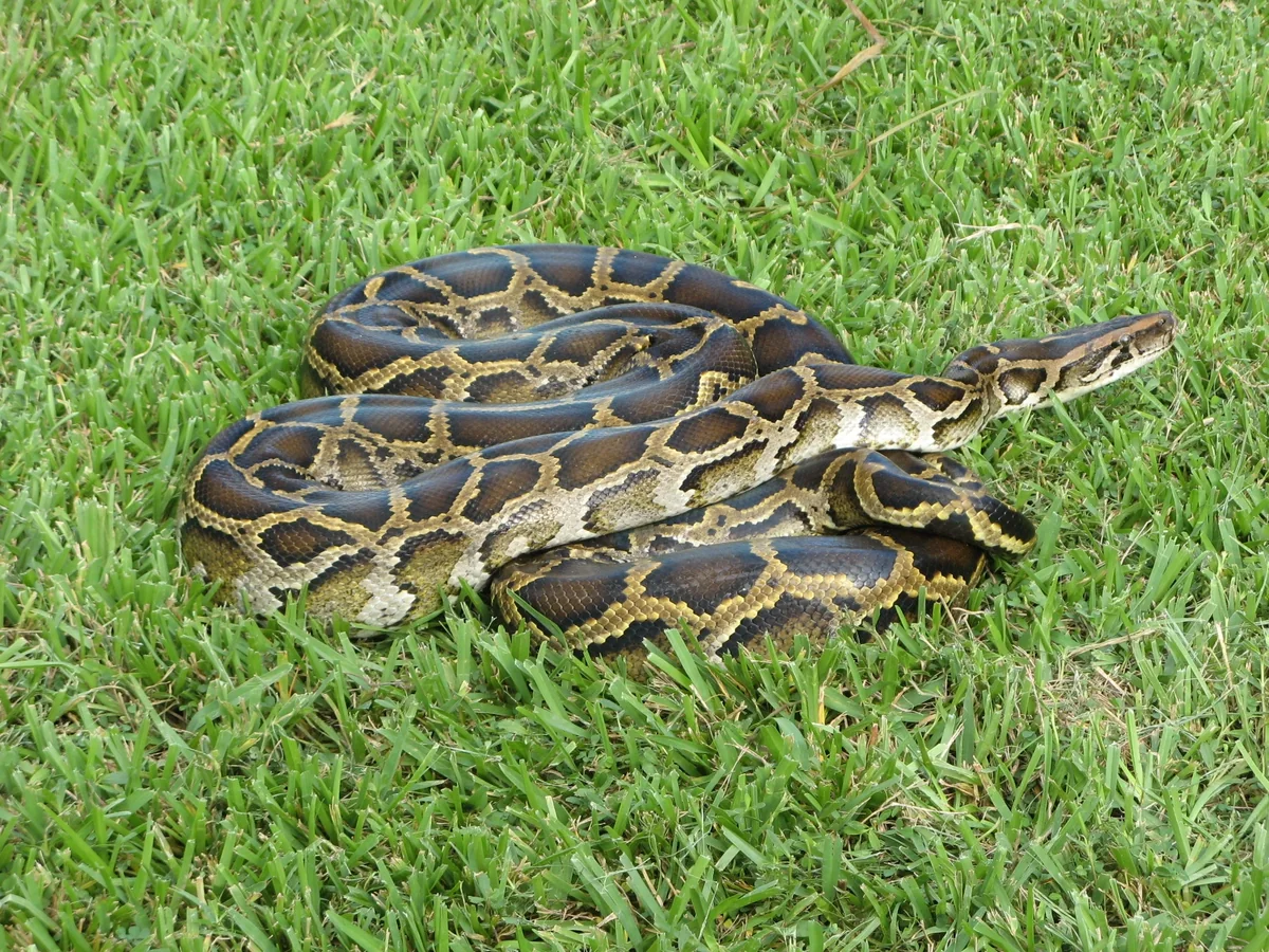 Burmese Rock Python
