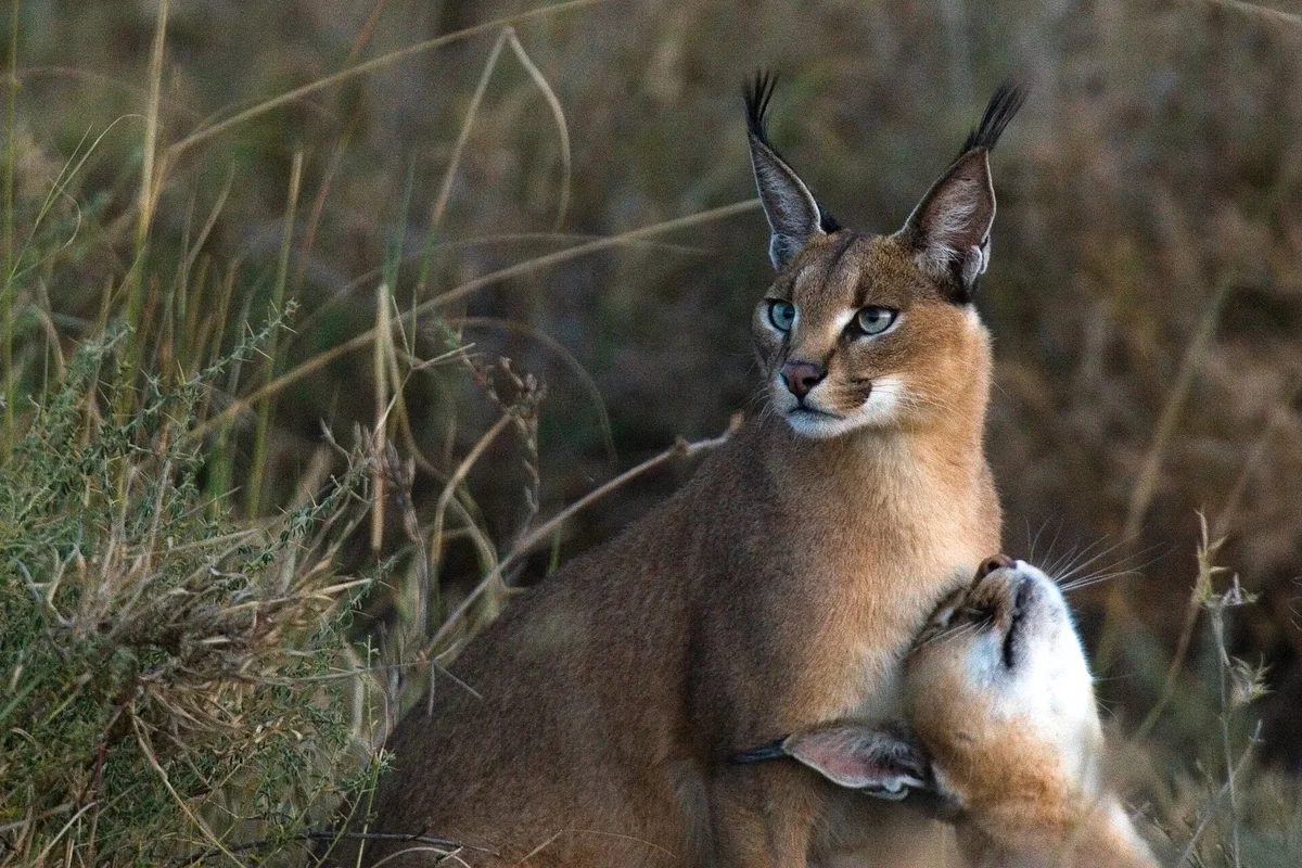 Caracal