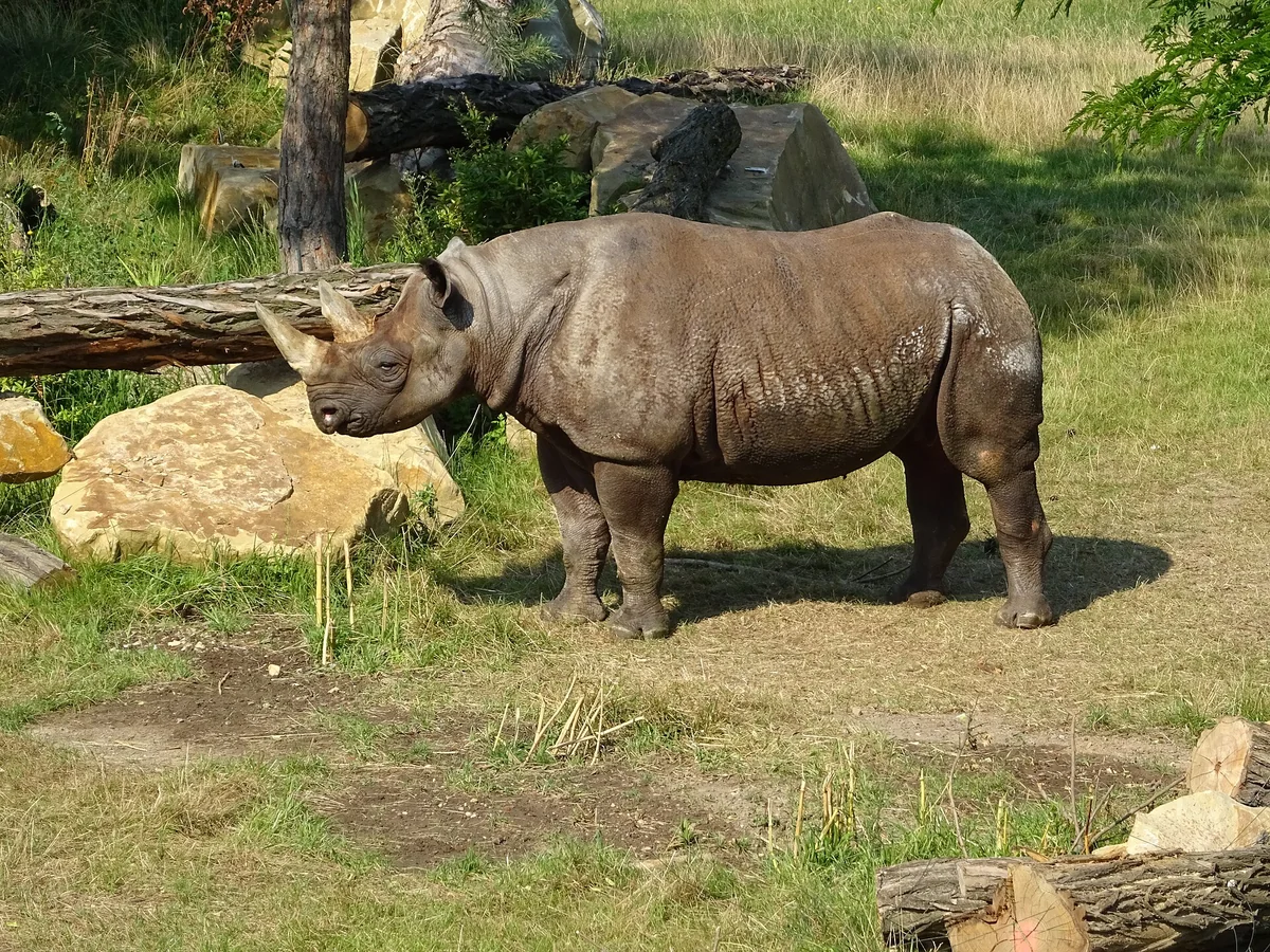 Eastern Black Rhinoceros