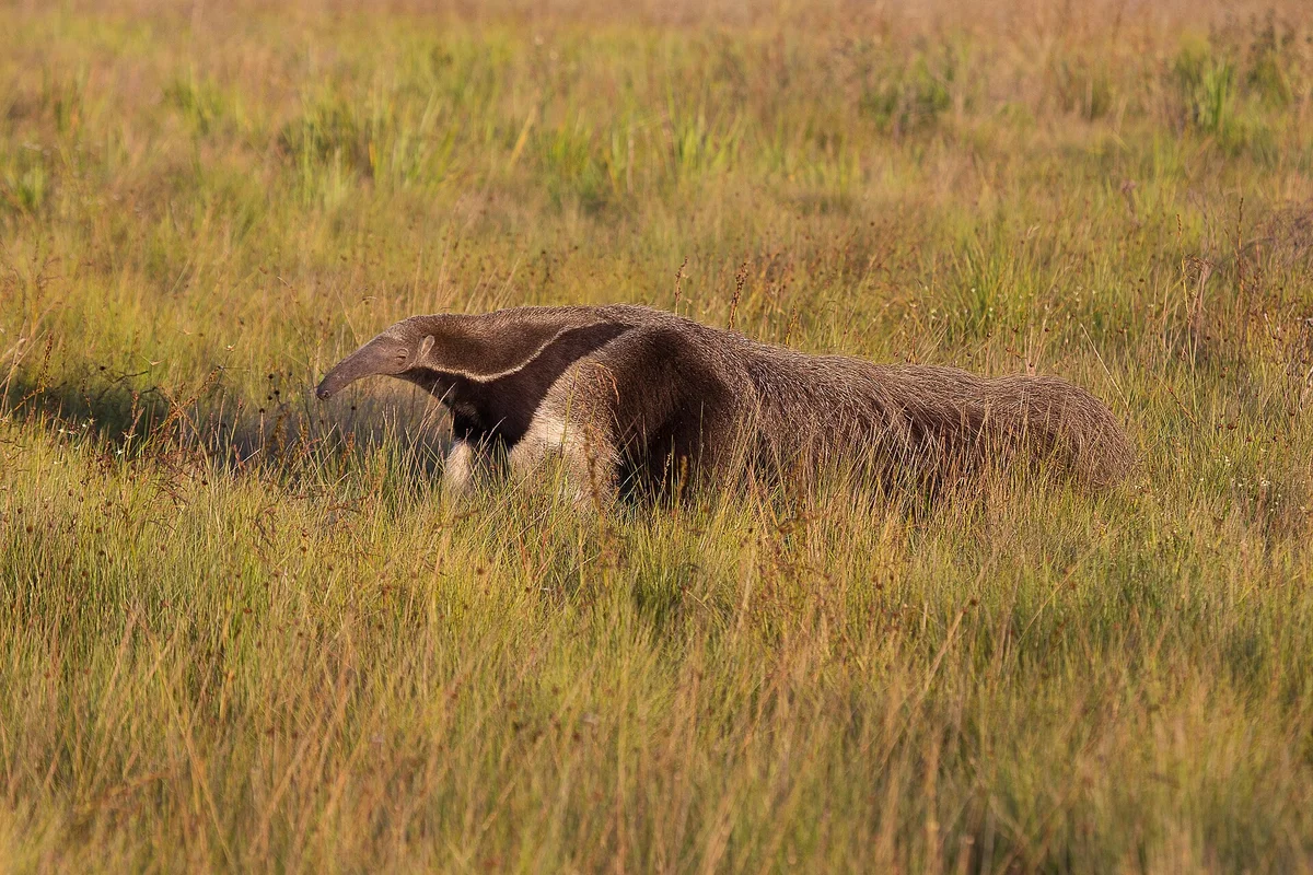 Giant Anteater