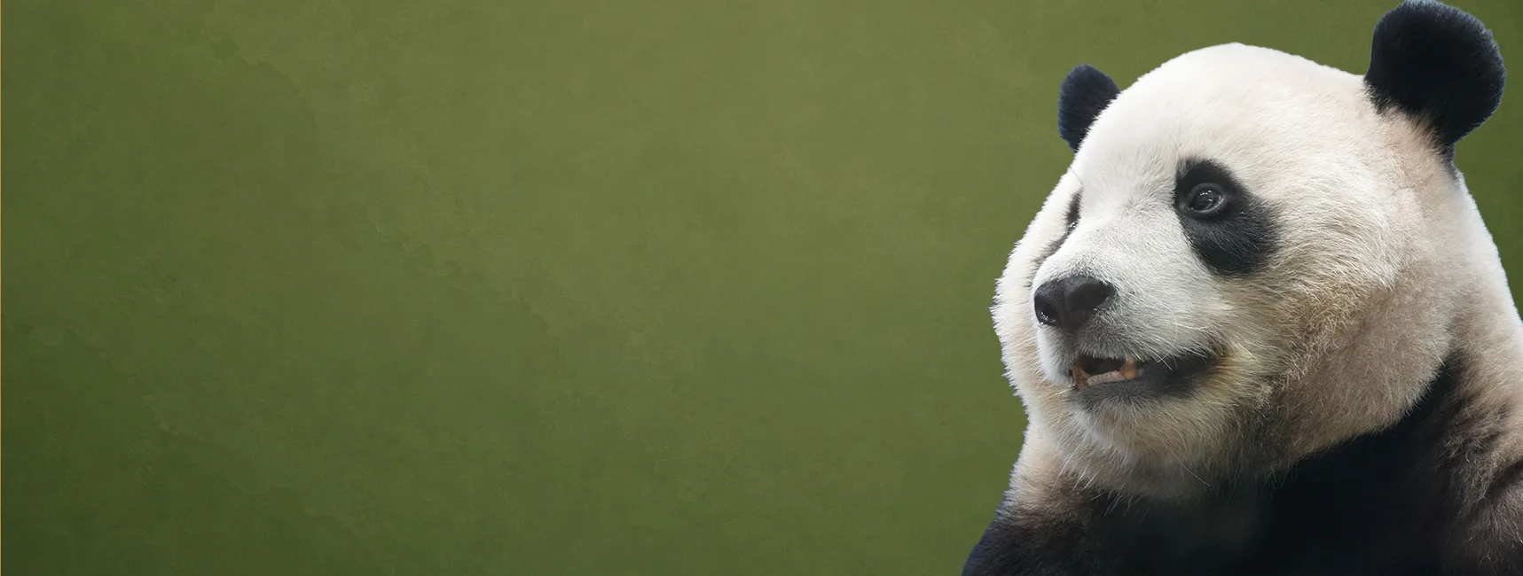 Giant panda — Smithsonian National Zoological Park