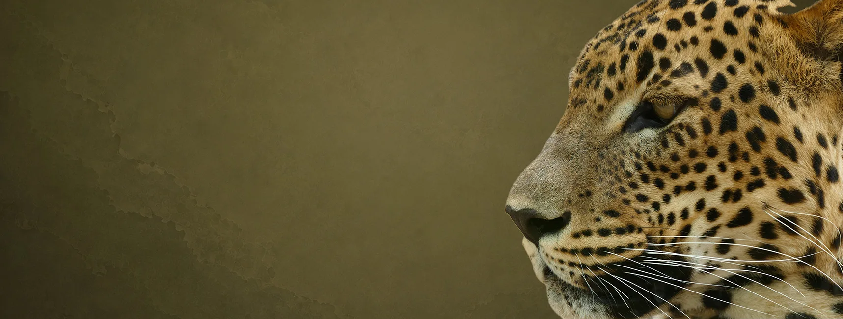 Jaguar — Stone Zoo