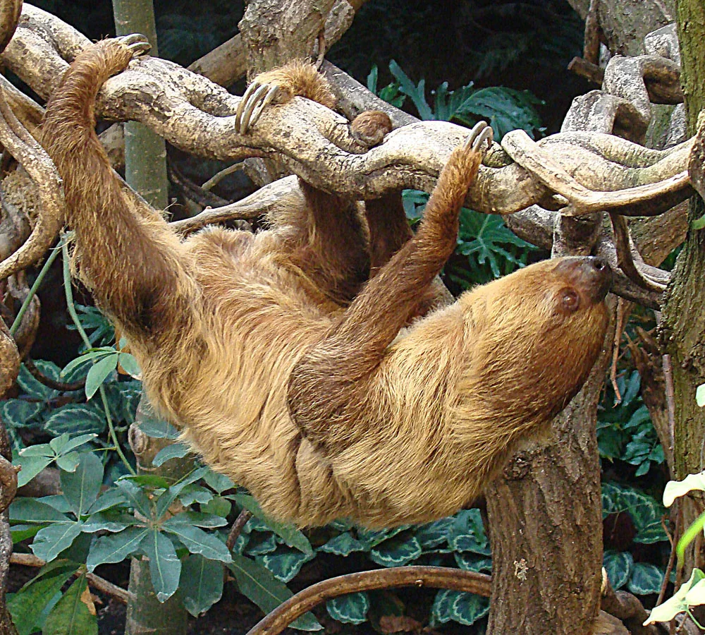Linnaeus' Two-Toed Sloth