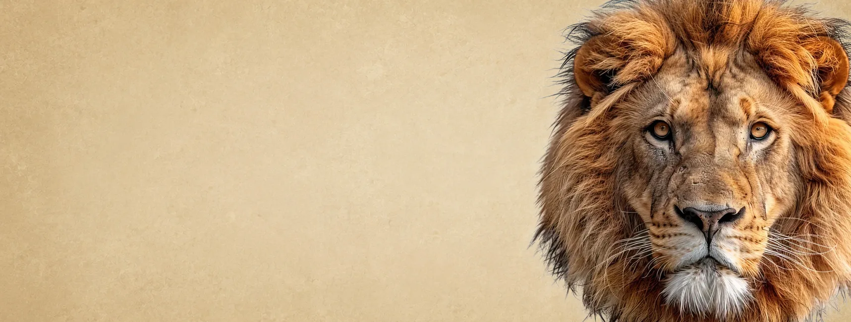Lion — Zoosiana
