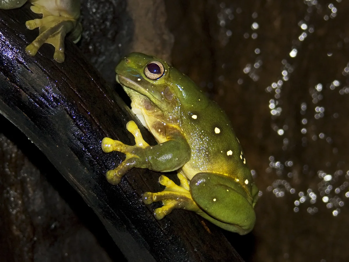Magnificent Tree Frog