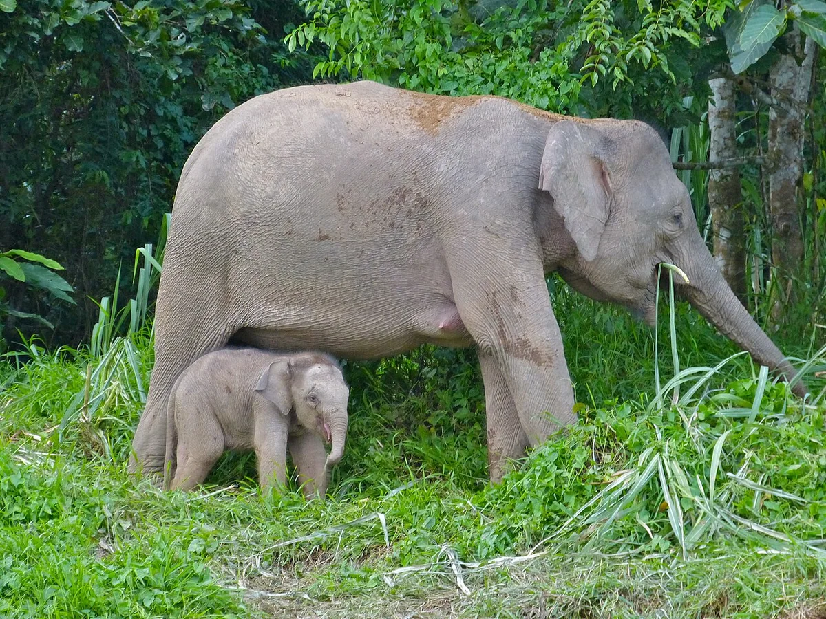 Malaysian Elephant