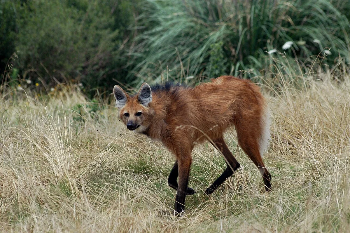 Maned Wolf