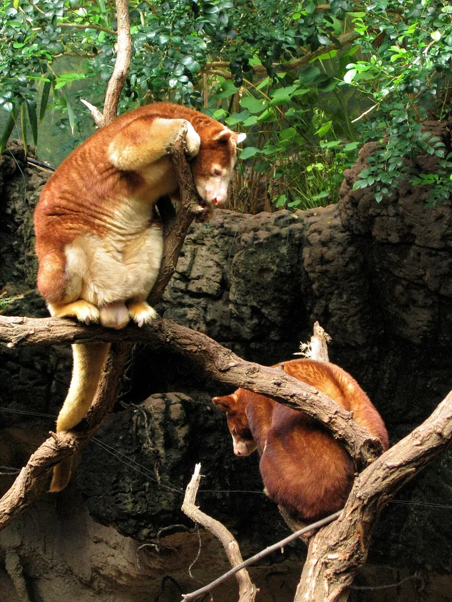 Matschie's Tree-Kangaroo