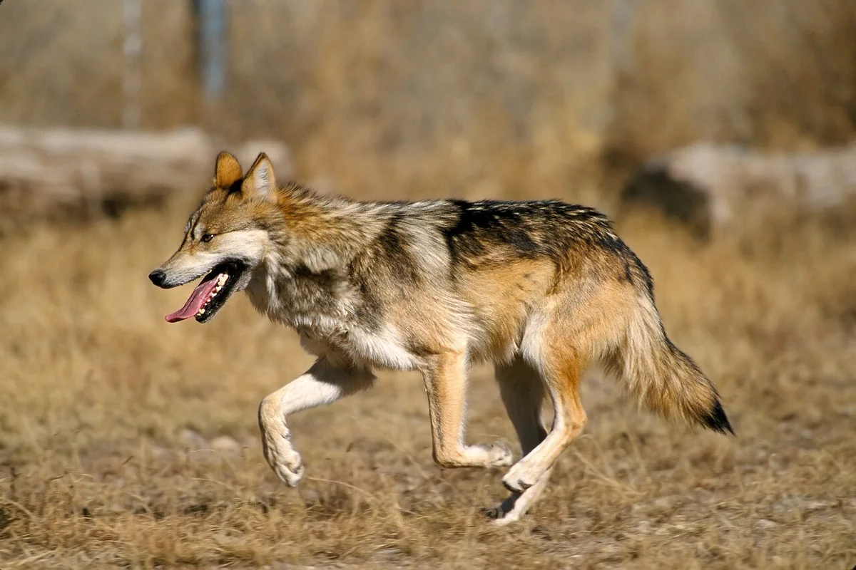 Mexican Grey Wolf