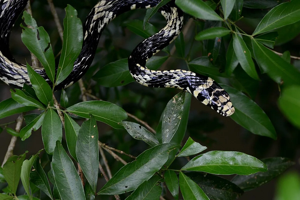 Mexican Tiger Ratsnake