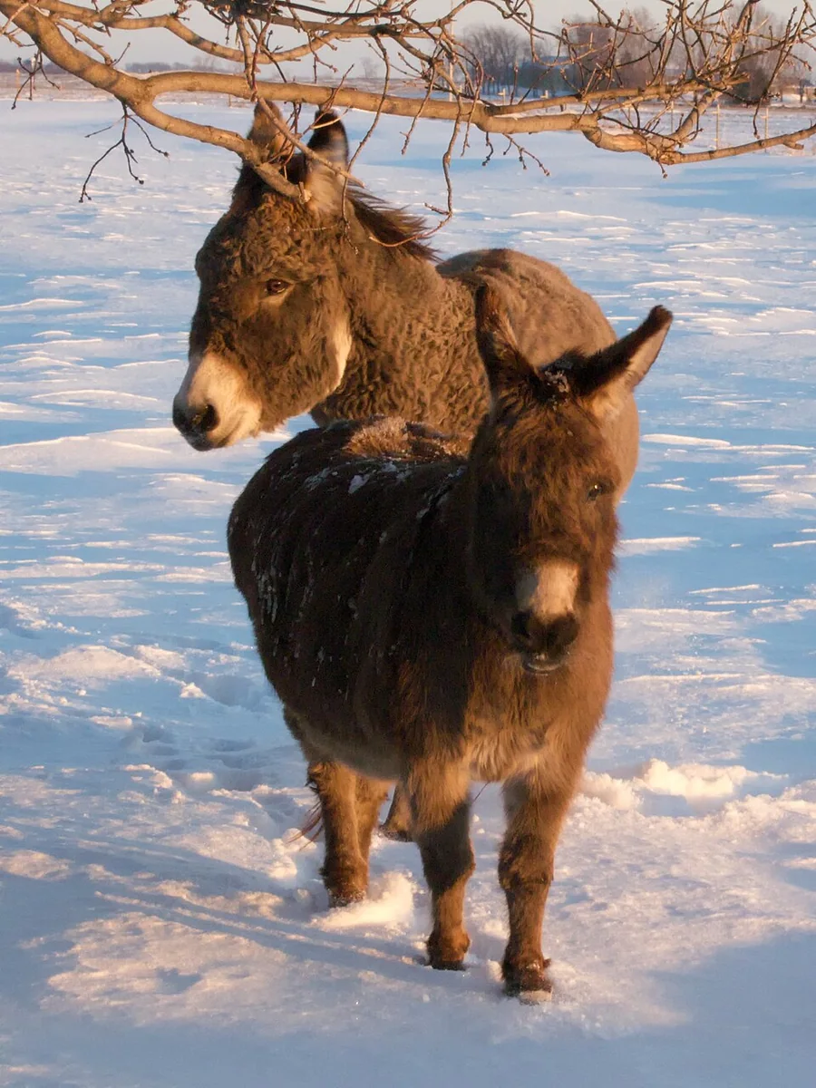 Miniature Donkey