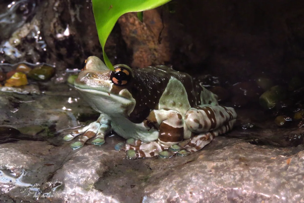 Mission Golden-Eyed Tree Frog