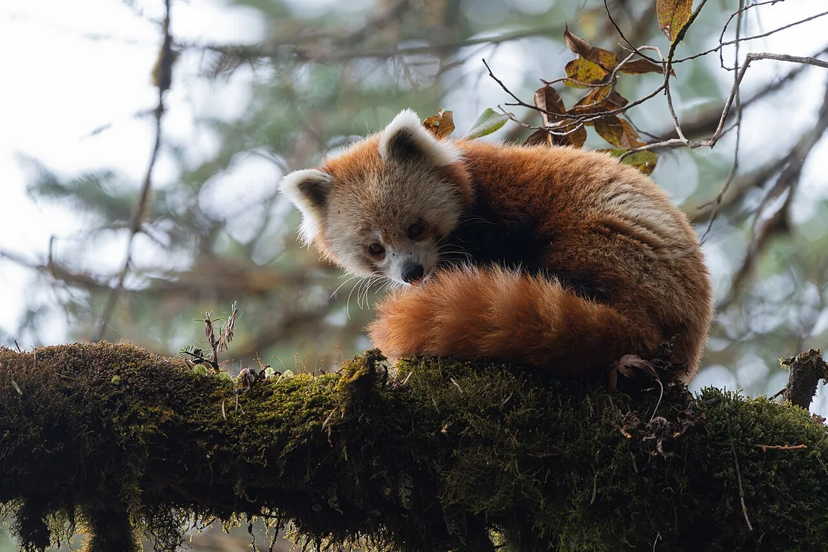 Nepalese Red Panda