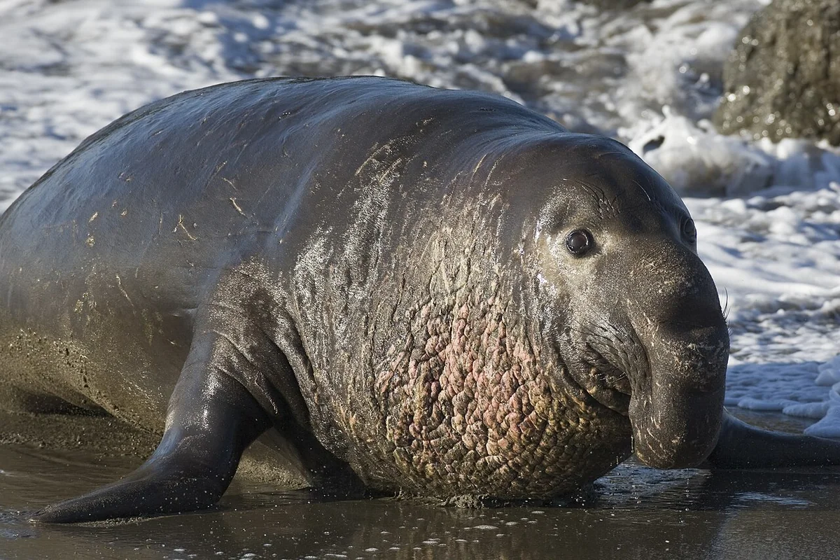 Northern Elephant Seal