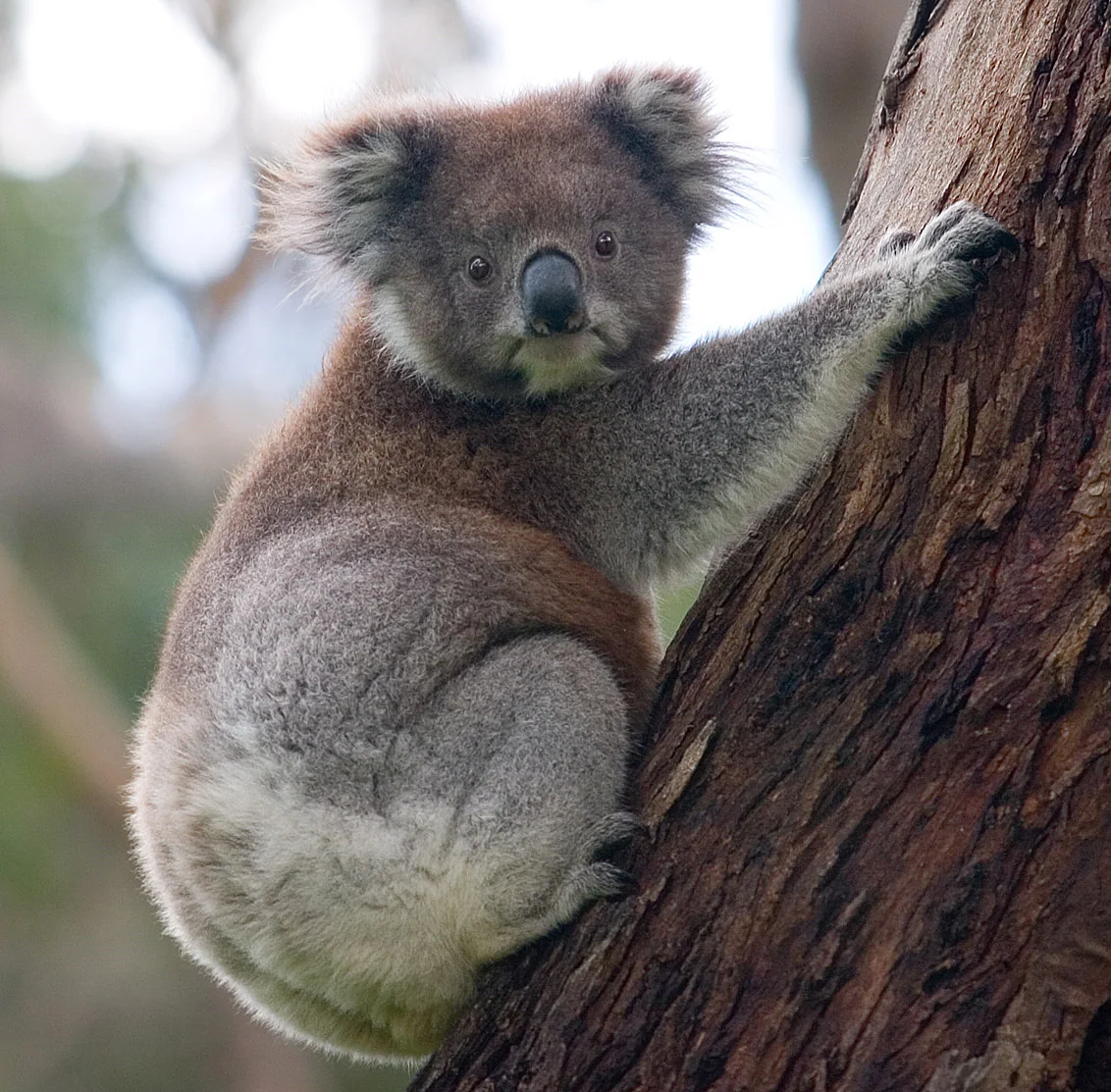 Northern Koala