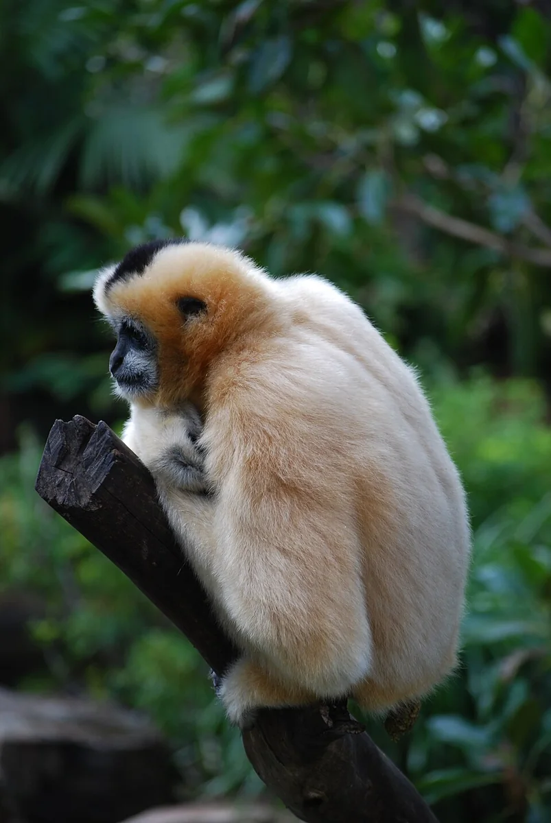 Northern White-Cheeked Gibbon