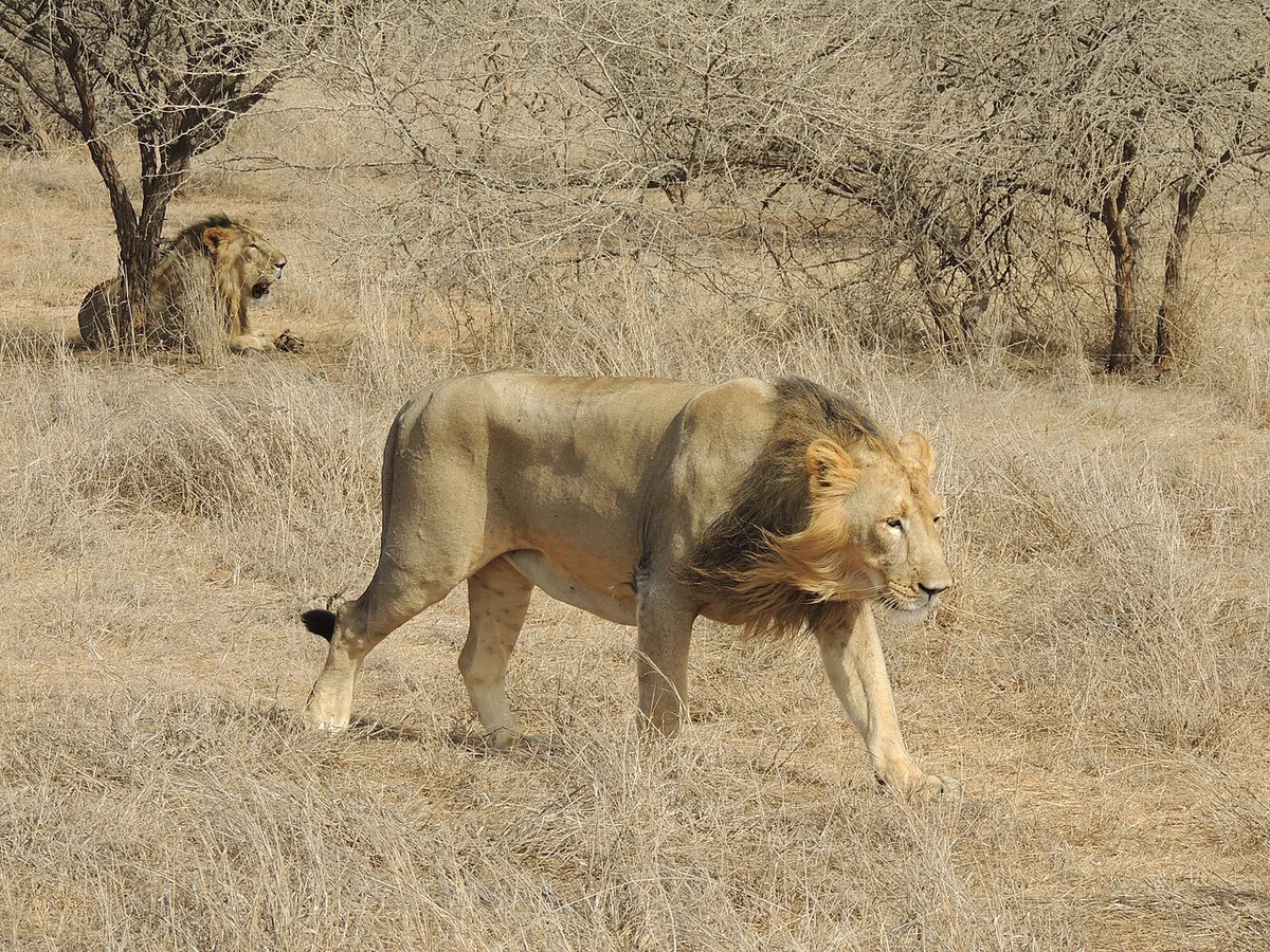 Nubian Lion