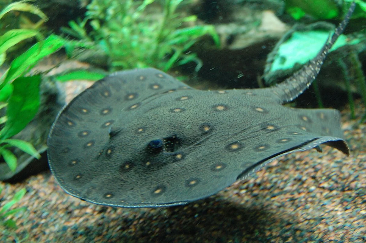 Ocellate River Stingray