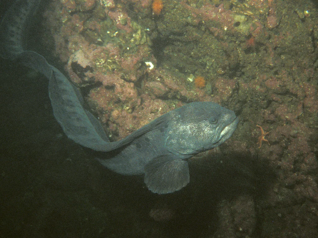 Ocellated Wolf-Eel