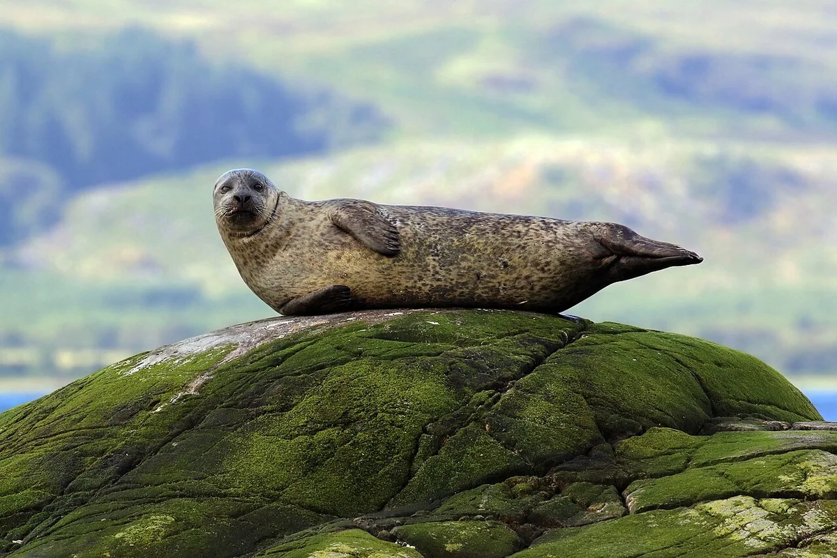 Pacific Harbour Seal