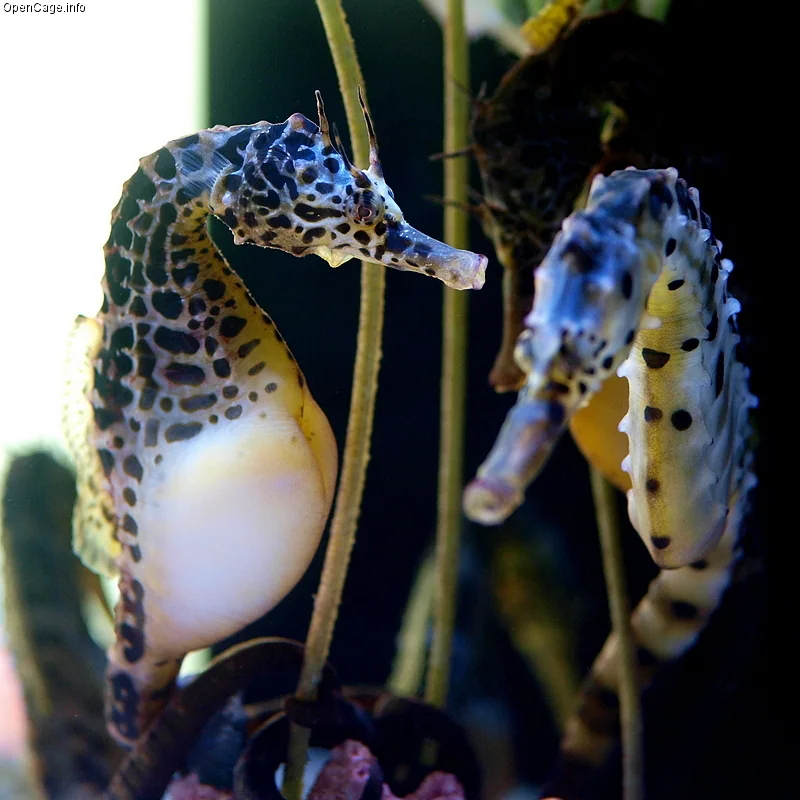 Pot-Bellied Seahorse