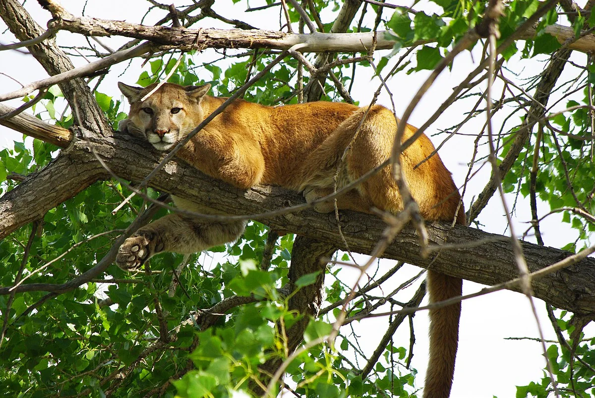 Puma