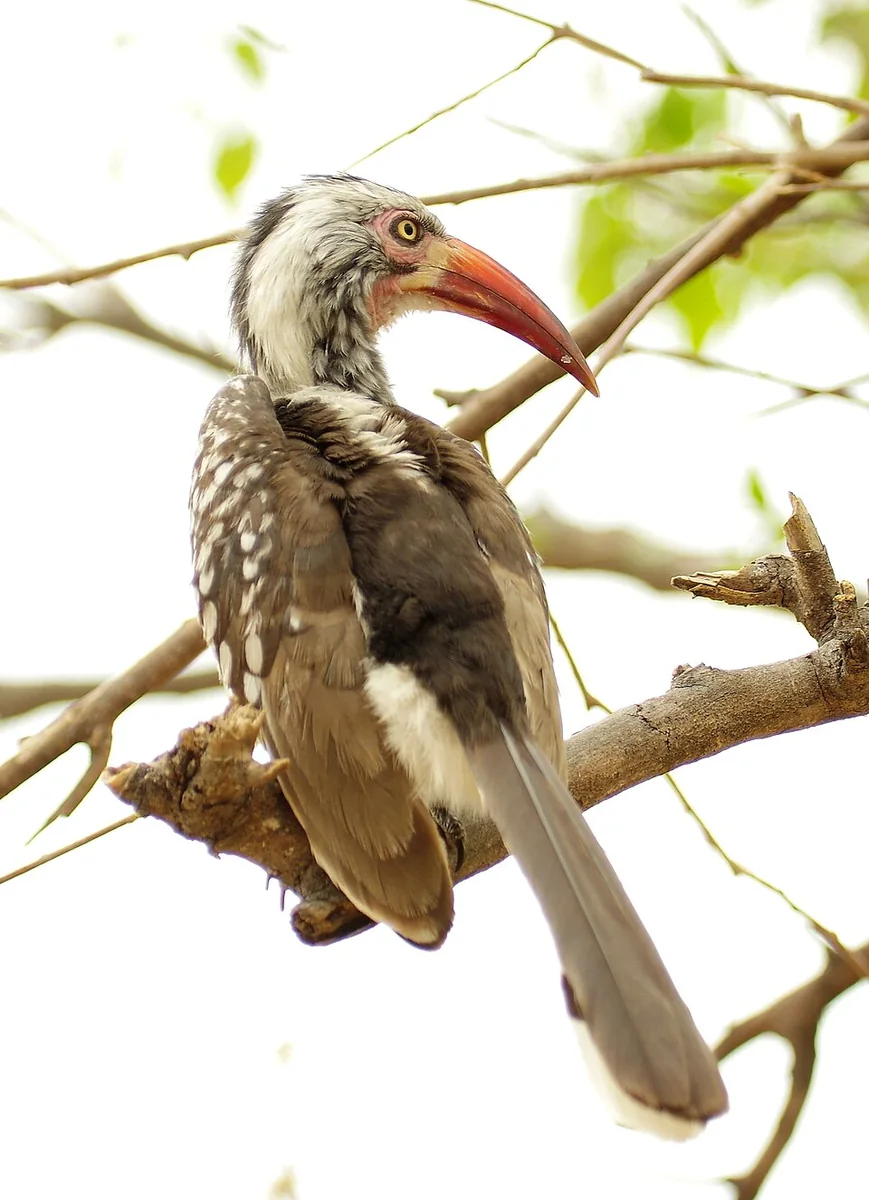 Red-Billed Hornbill