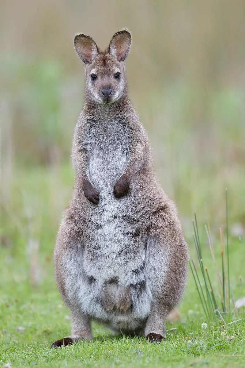 Red-Necked Wallaby