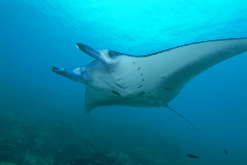 Reef Manta