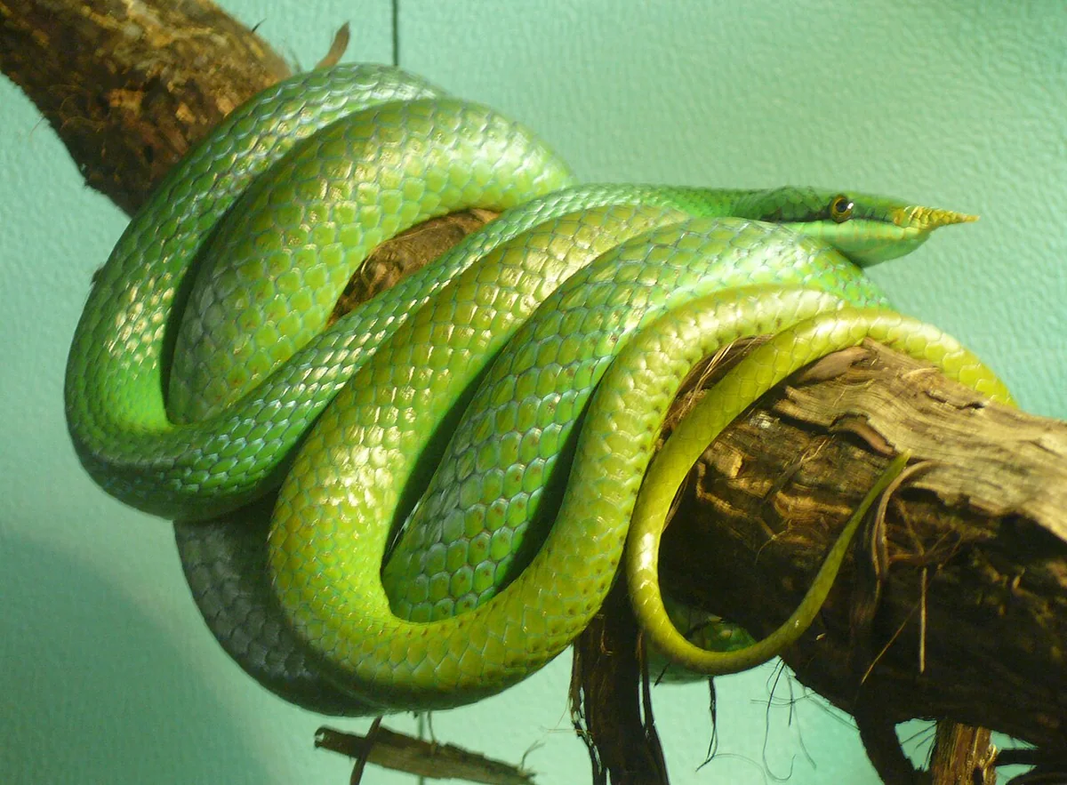 Rhinoceros Snake