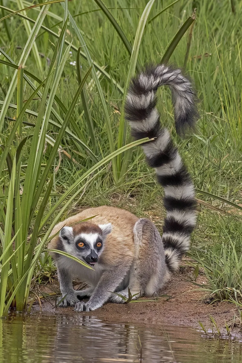 Ring-Tailed Lemur