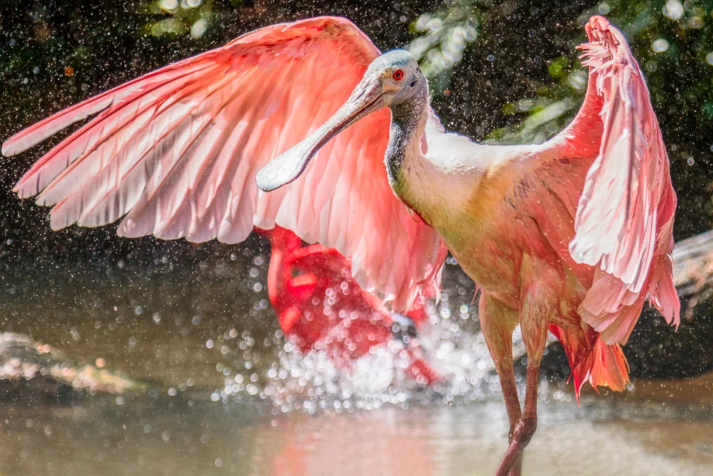 Roseate Spoonbill