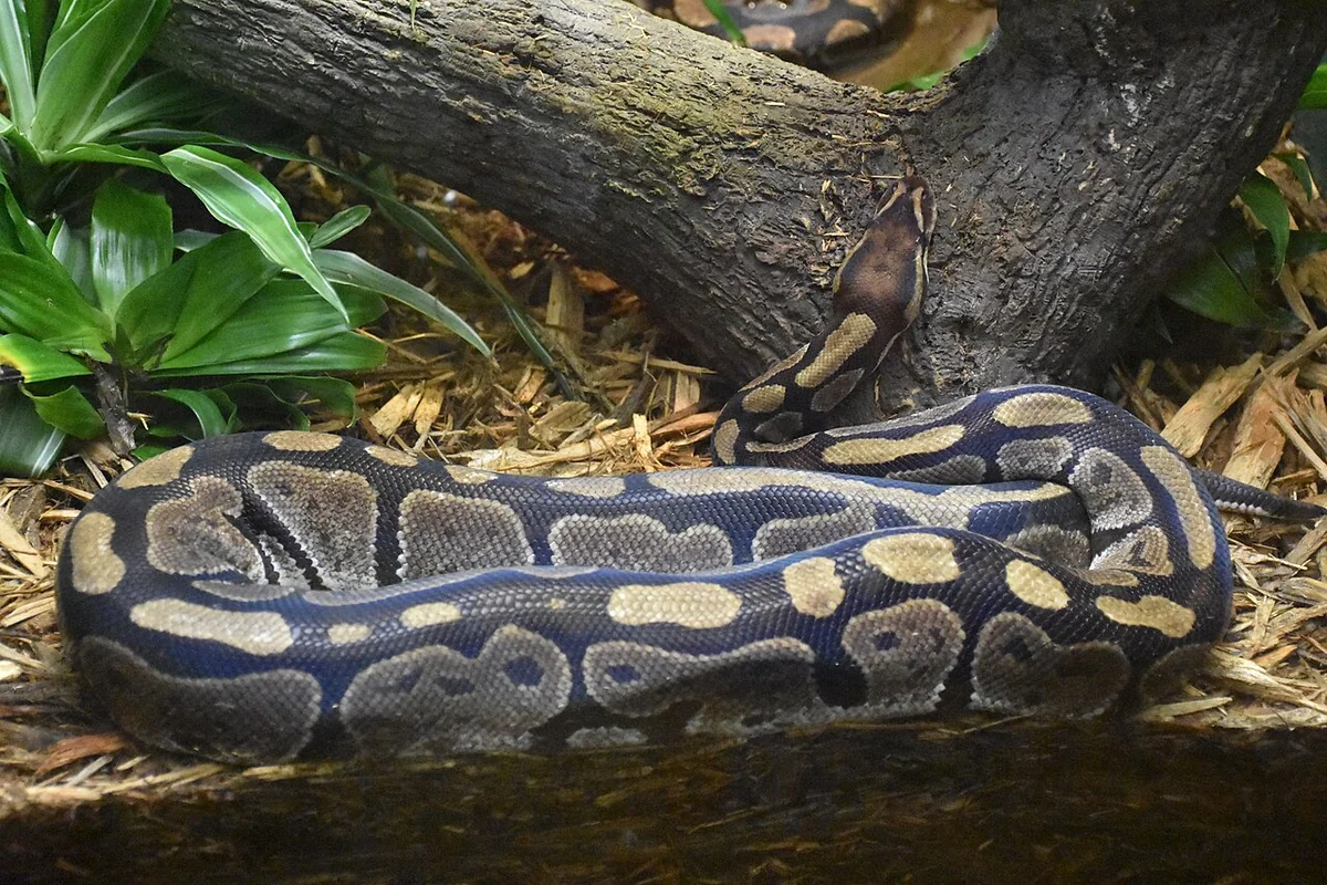 Royal Python