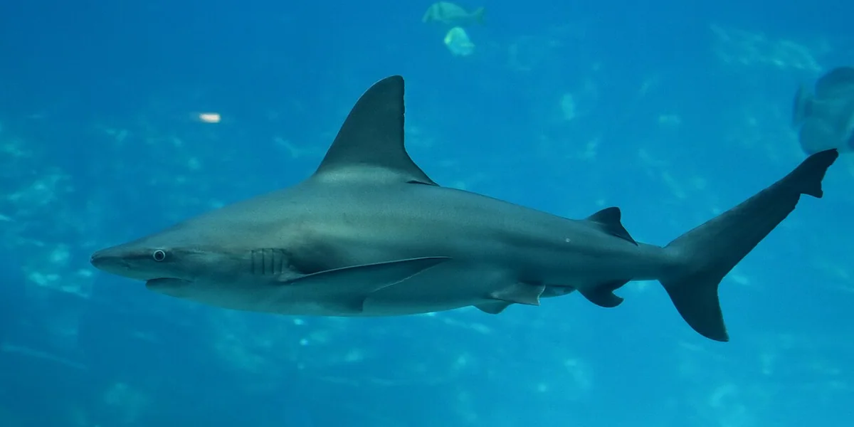 Sandbar Shark
