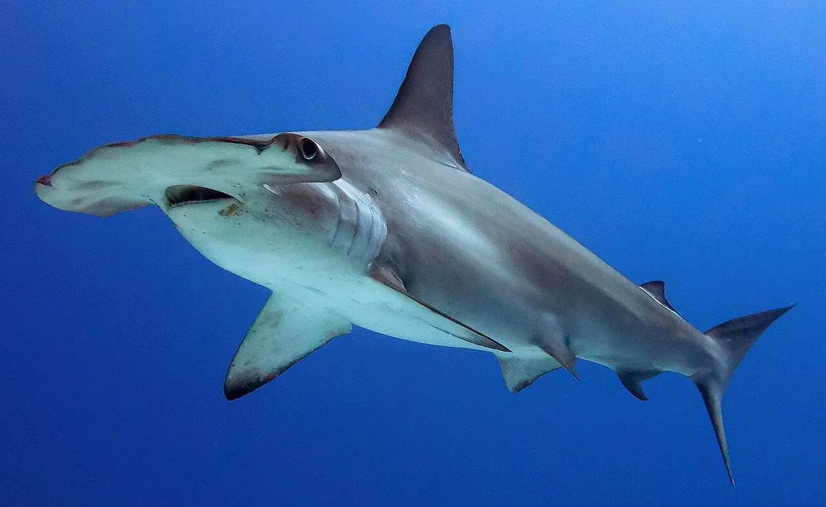 Scalloped Hammerhead Shark