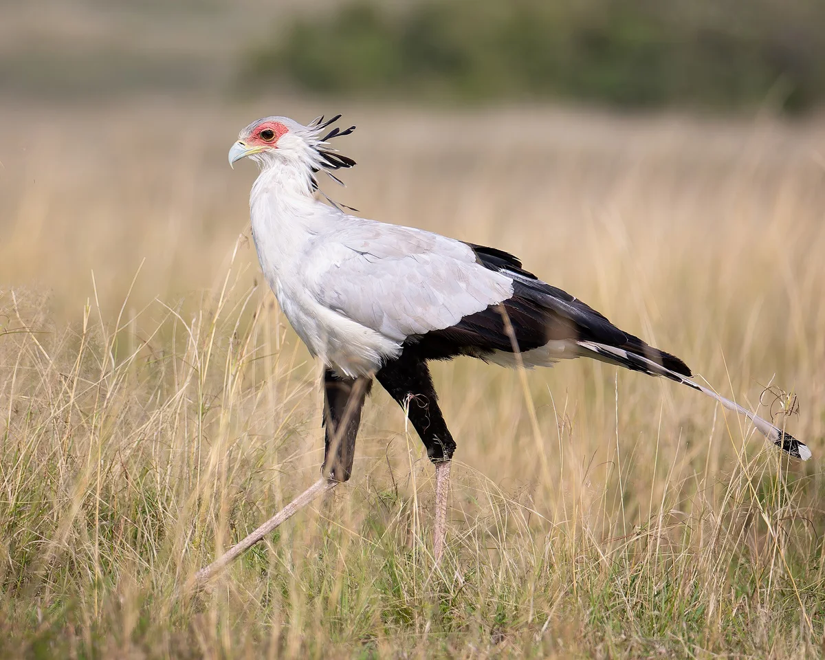Secretary Bird