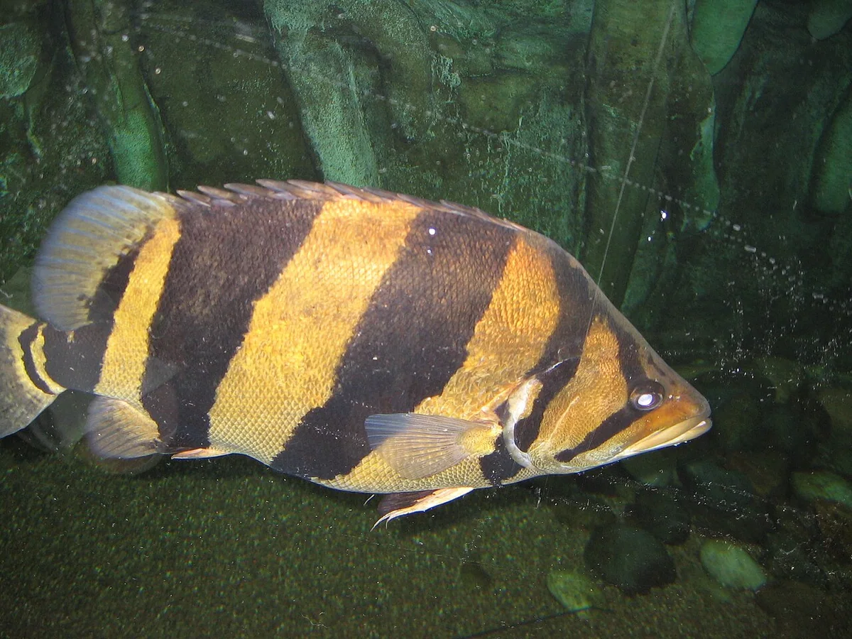 Siamese Tiger Fish