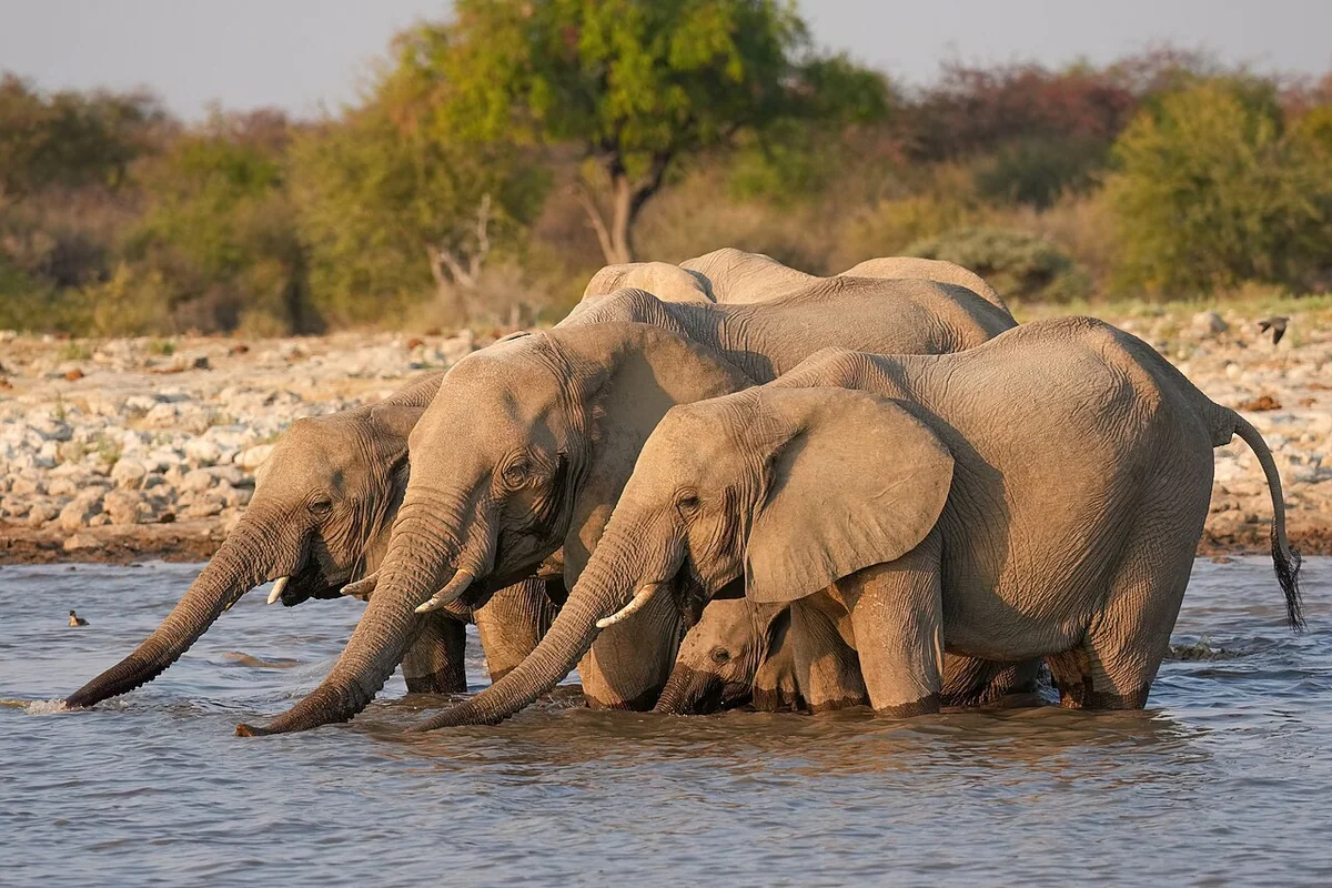 South African Elephant