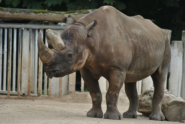 South-Central Black Rhinoceros