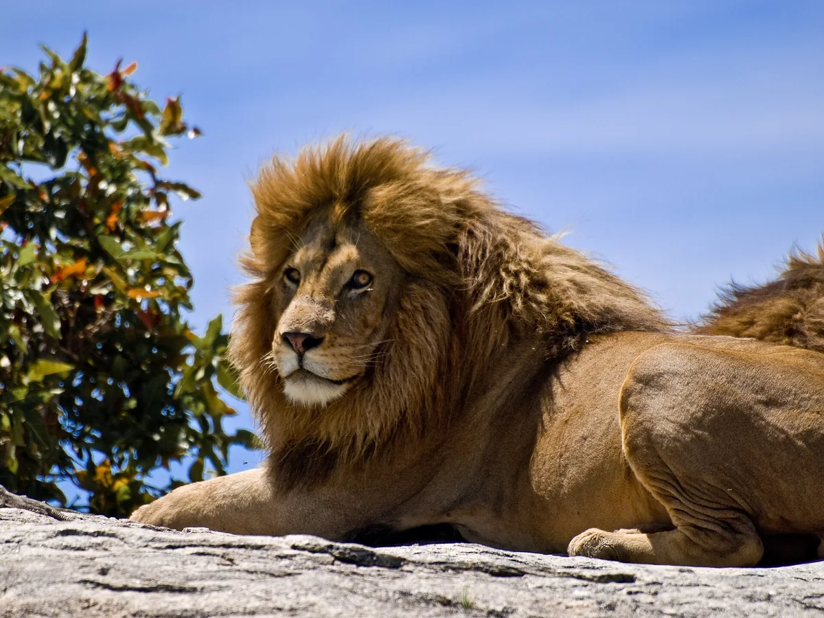 Southeast African Lion