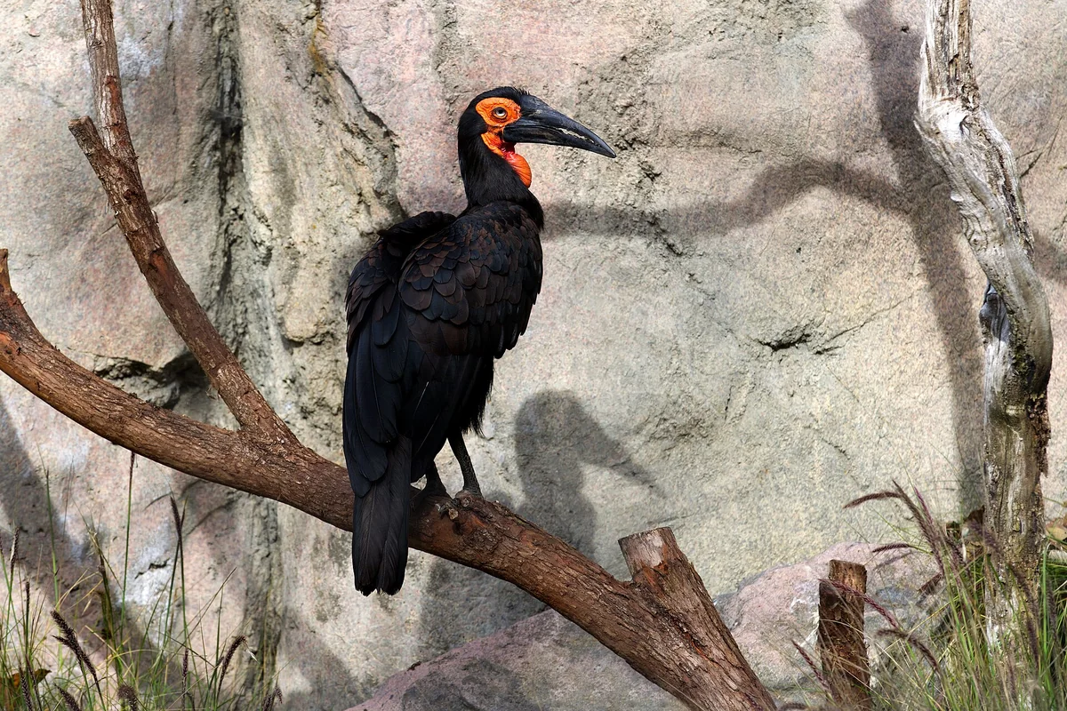 Southern Ground Hornbill