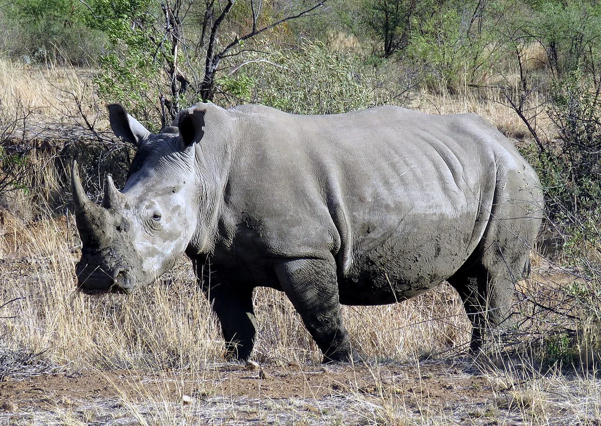 Southern White Rhinoceros