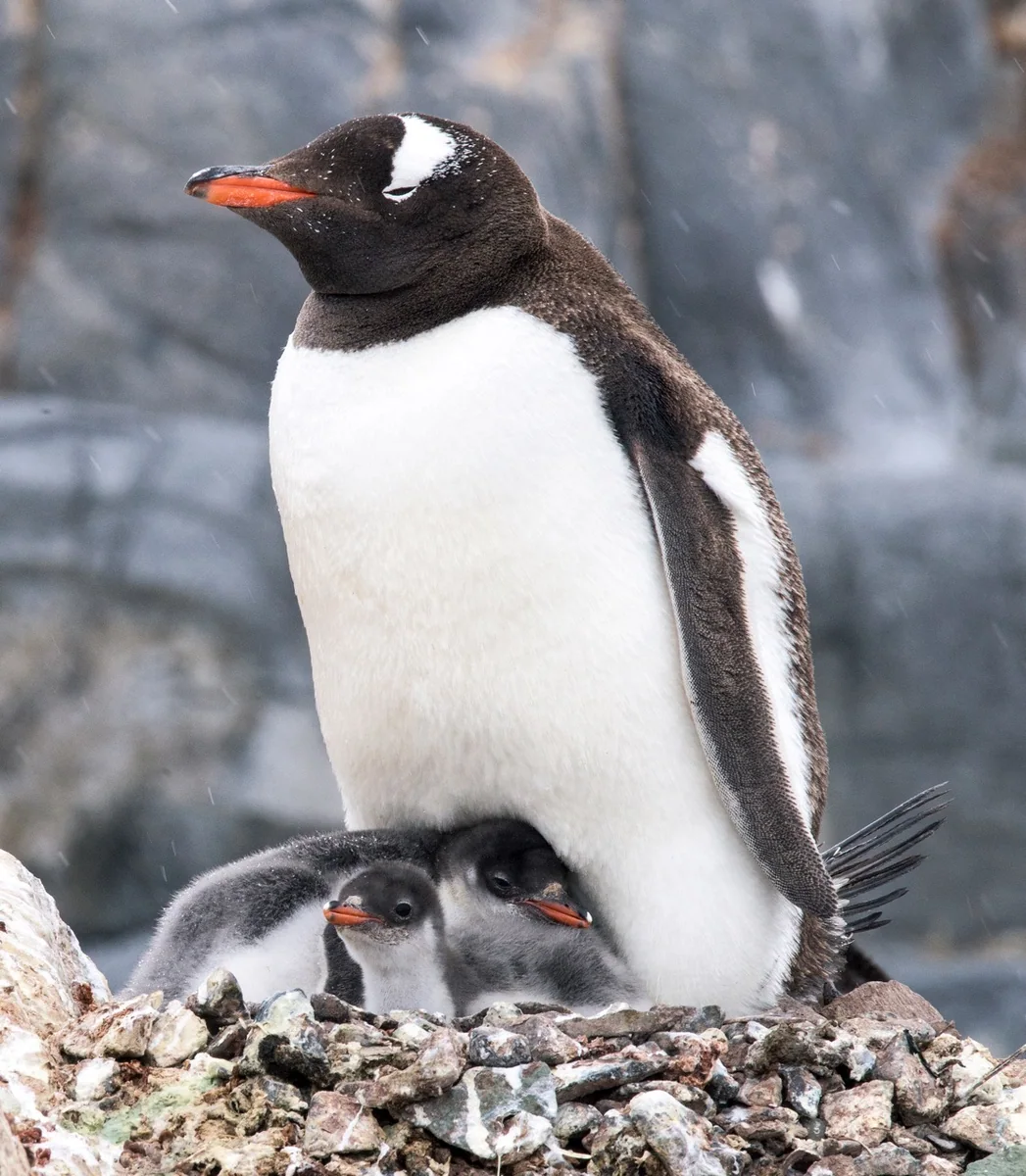 Subantarctic Gentoo Penguin