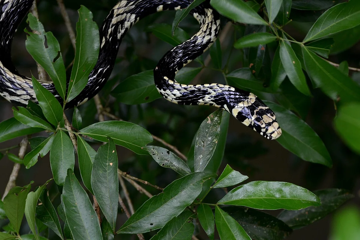Tiger Ratsnake
