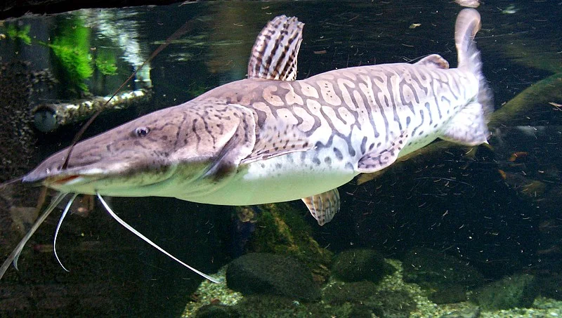 Tiger Sorubim