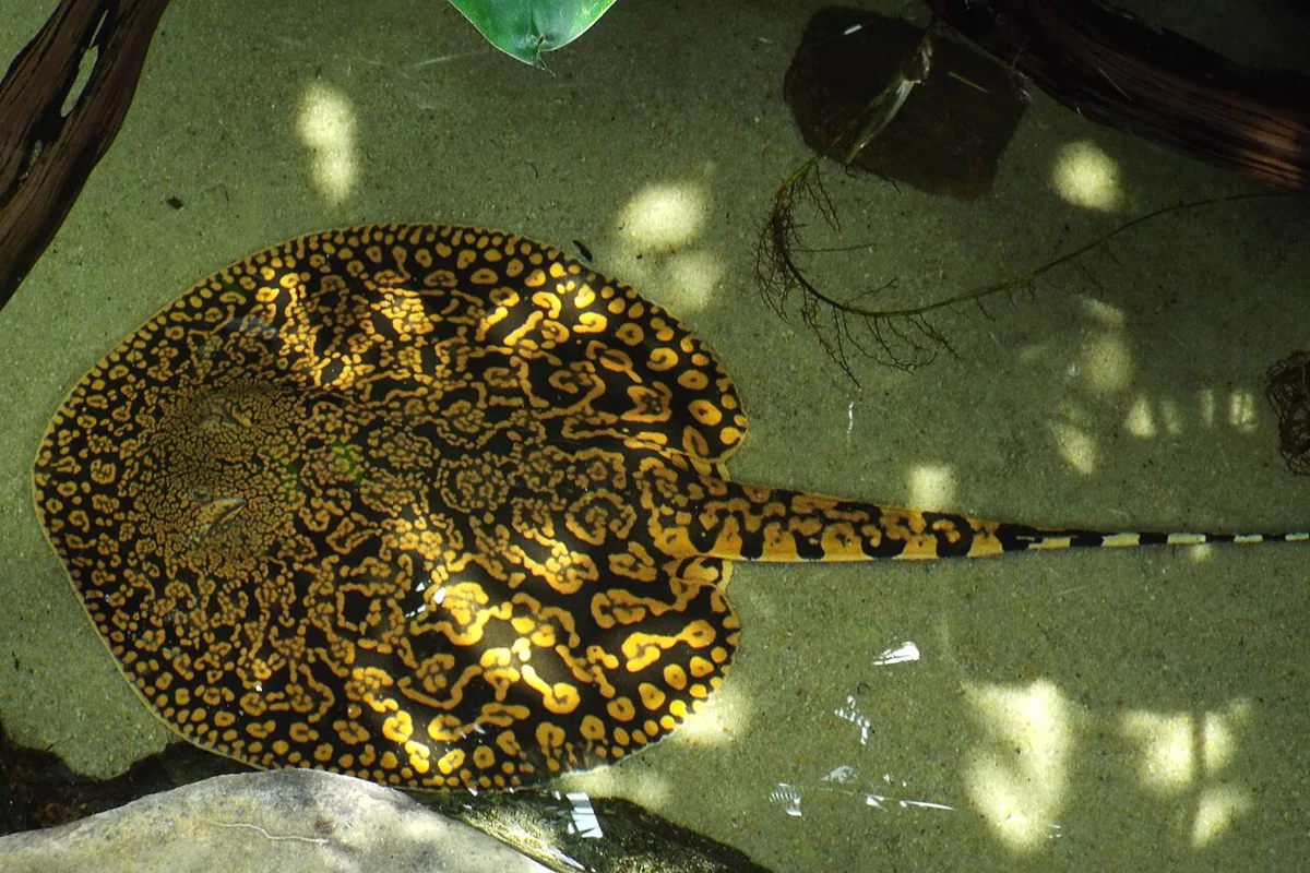 Tiger Stingray