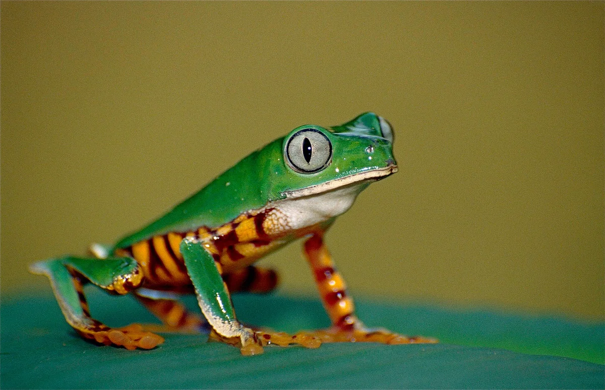 Tiger-Striped Leaf Frog
